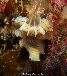 
Candy striped flatworm (Prostheceraeus vittatus) feasti... by Gary Carpenter 